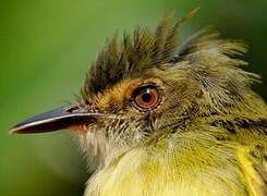 Smoky-fronted Tody-Flycatcher