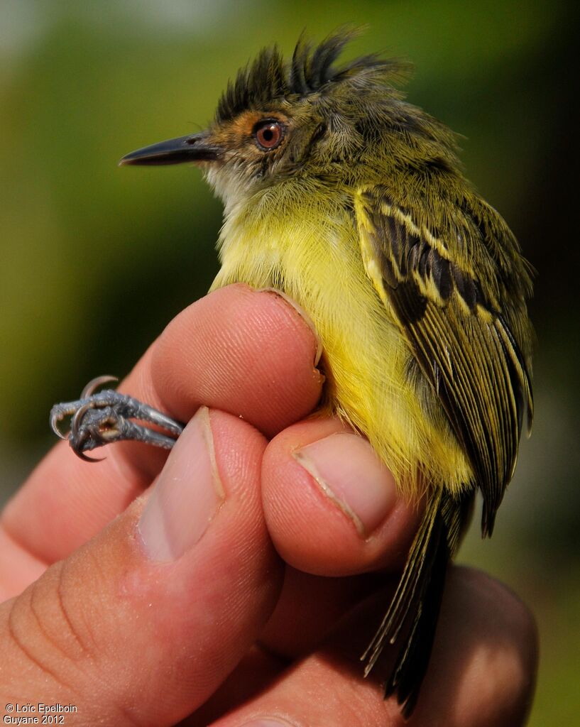 Smoky-fronted Tody-Flycatcher