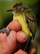 Smoky-fronted Tody-Flycatcher