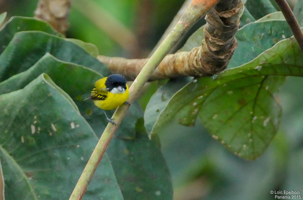 Black-headed Tody-Flycatcher