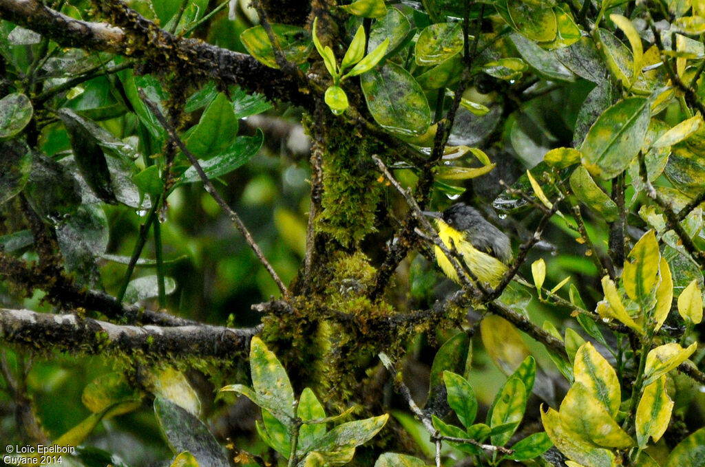 Common Tody-Flycatcher