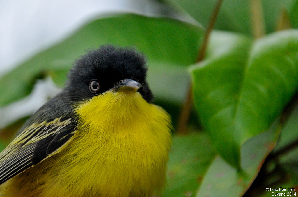 Common Tody-Flycatcher