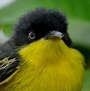 Common Tody-Flycatcher