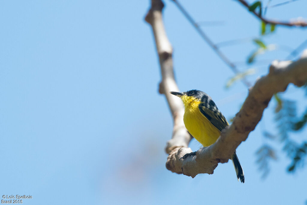 Common Tody-Flycatcher