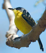 Common Tody-Flycatcher