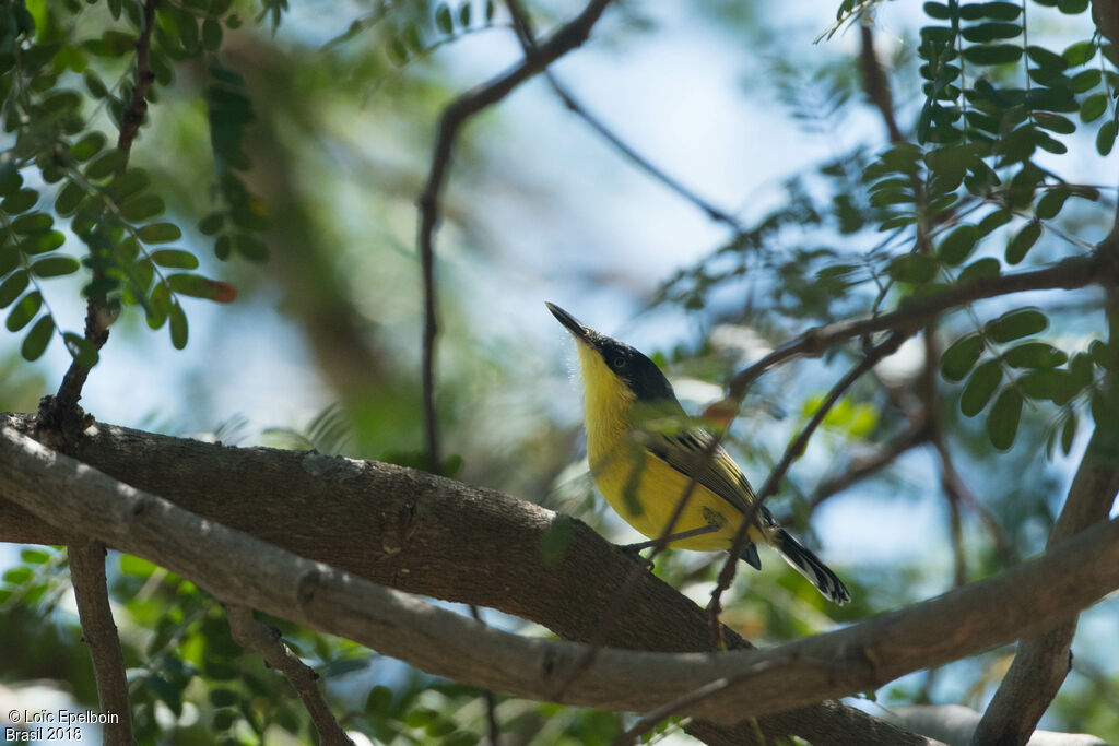 Common Tody-Flycatcher