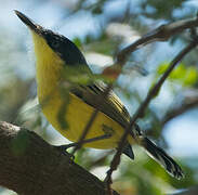 Common Tody-Flycatcher