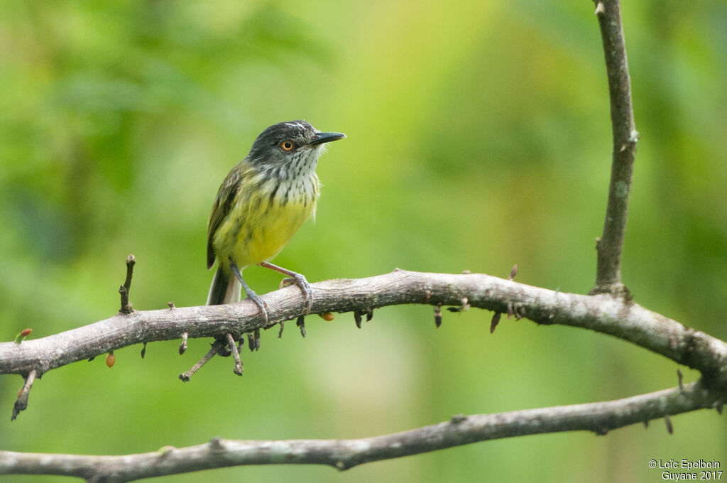 Spotted Tody-Flycatcher