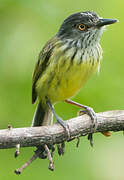 Spotted Tody-Flycatcher