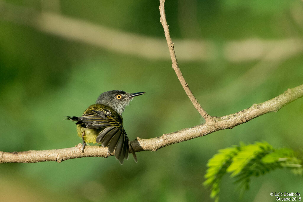 Spotted Tody-Flycatcheradult, Behaviour