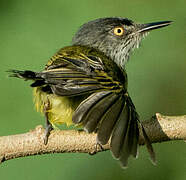 Spotted Tody-Flycatcher