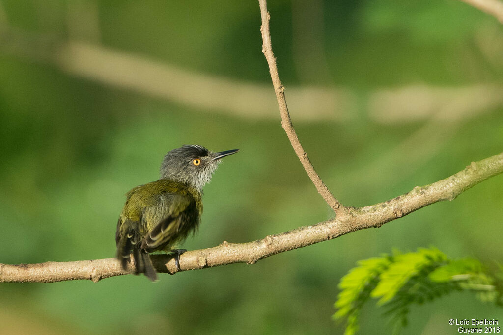 Spotted Tody-Flycatcheradult, Behaviour