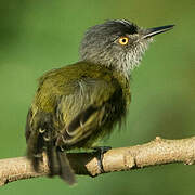 Spotted Tody-Flycatcher