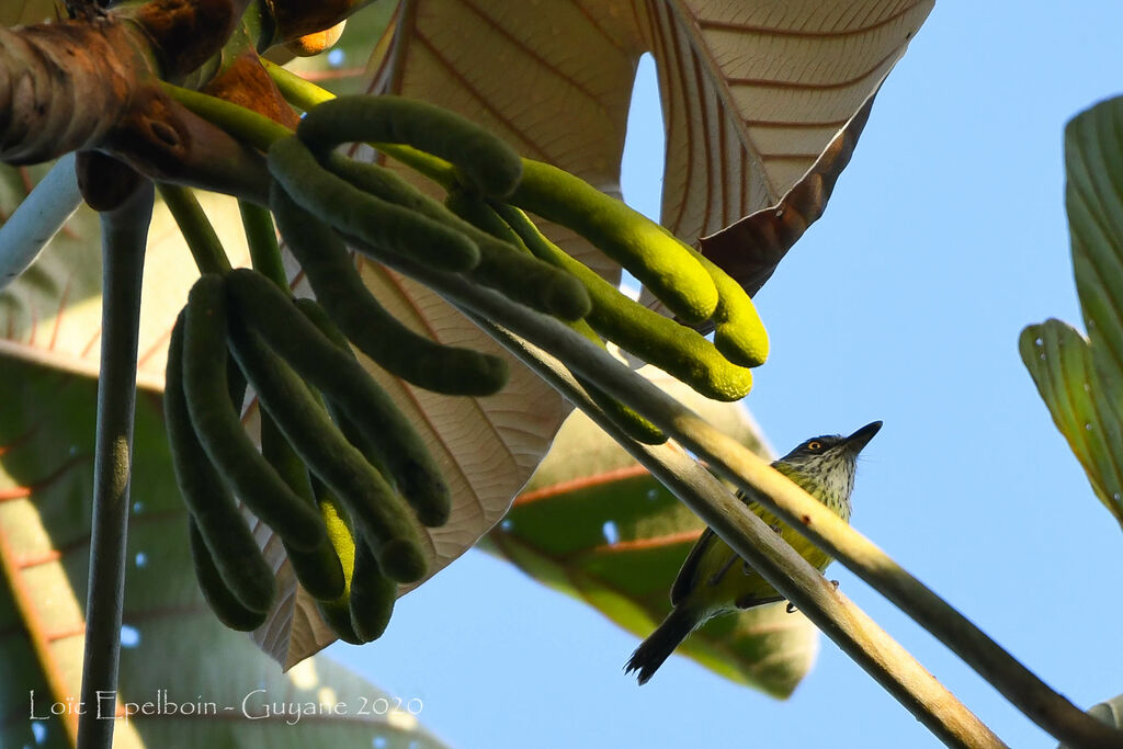 Spotted Tody-Flycatcher