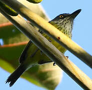 Spotted Tody-Flycatcher