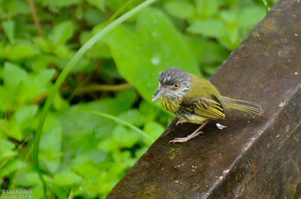 Spotted Tody-Flycatcher