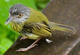 Spotted Tody-Flycatcher