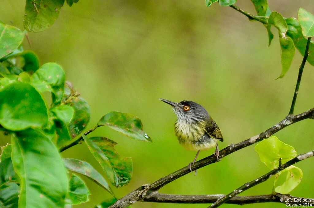 Spotted Tody-Flycatcher