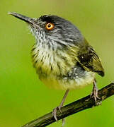 Spotted Tody-Flycatcher