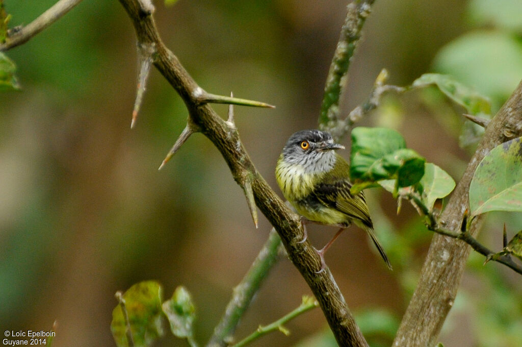 Spotted Tody-Flycatcher