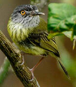 Spotted Tody-Flycatcher