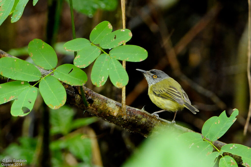 Spotted Tody-Flycatcher