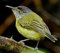 Spotted Tody-Flycatcher