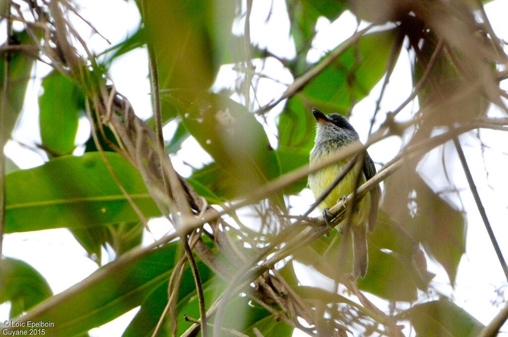 Spotted Tody-Flycatcher