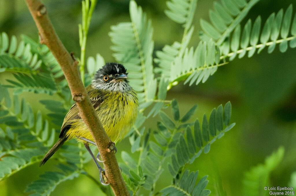 Spotted Tody-Flycatcher