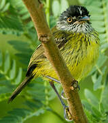 Spotted Tody-Flycatcher