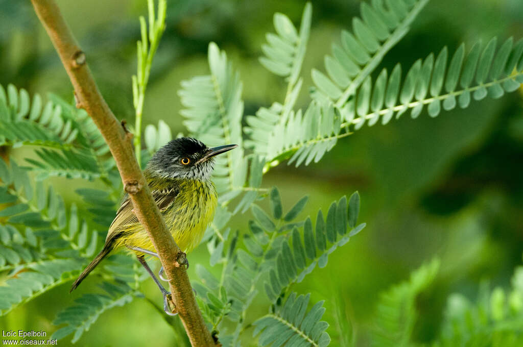 Spotted Tody-Flycatcheradult, habitat, pigmentation