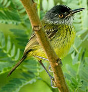 Spotted Tody-Flycatcher