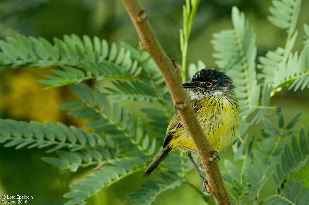 Spotted Tody-Flycatcher