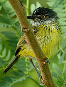 Spotted Tody-Flycatcher