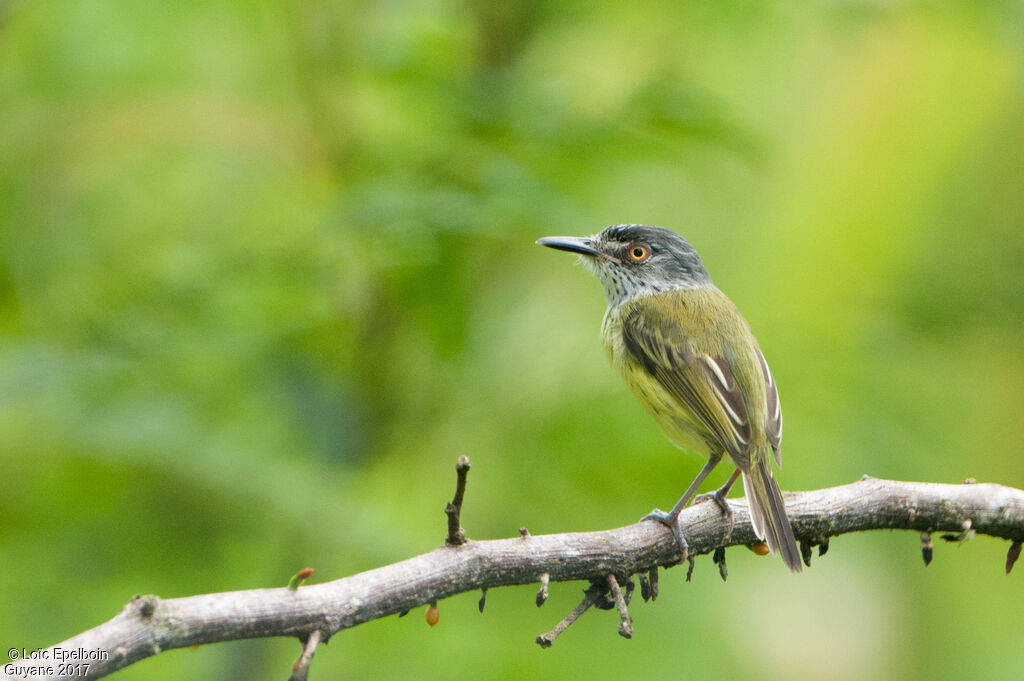 Spotted Tody-Flycatcher