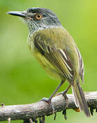 Spotted Tody-Flycatcher