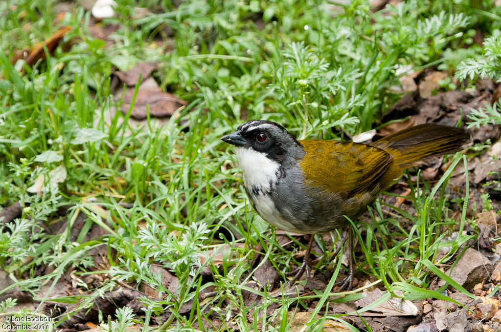 Grey-browed Brushfinch, Behaviour