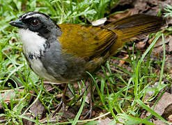 Grey-browed Brushfinch