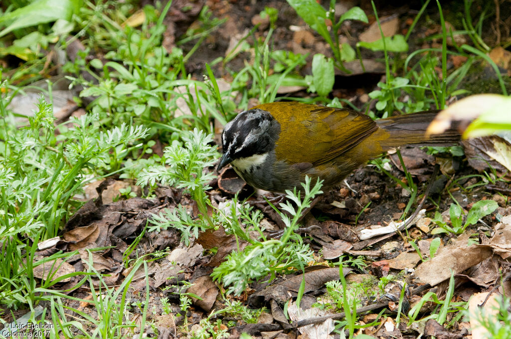 Grey-browed Brushfinch