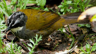 Grey-browed Brushfinch