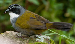 Grey-browed Brushfinch