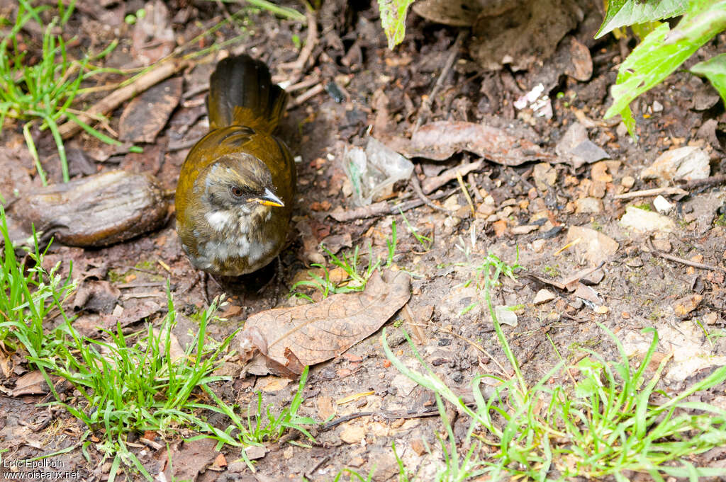 Grey-browed Brushfinchimmature, close-up portrait