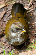 Grey-browed Brushfinch