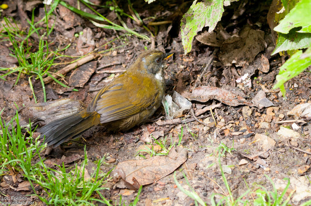 Tohi à raies grisesimmature, identification