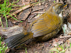 Grey-browed Brushfinch