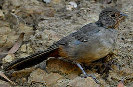 California Towhee