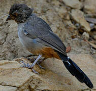 California Towhee