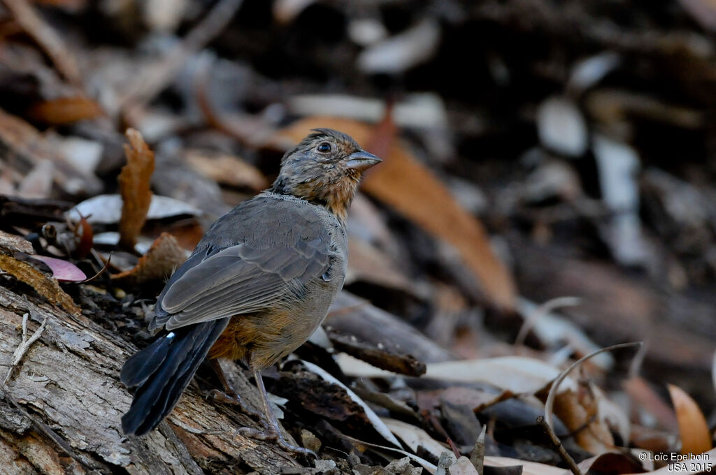 California Towhee