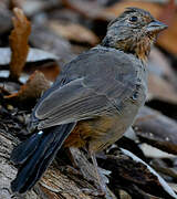 California Towhee