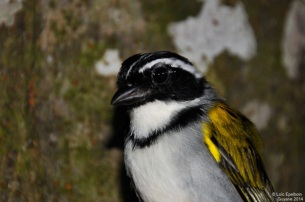 Pectoral Sparrow